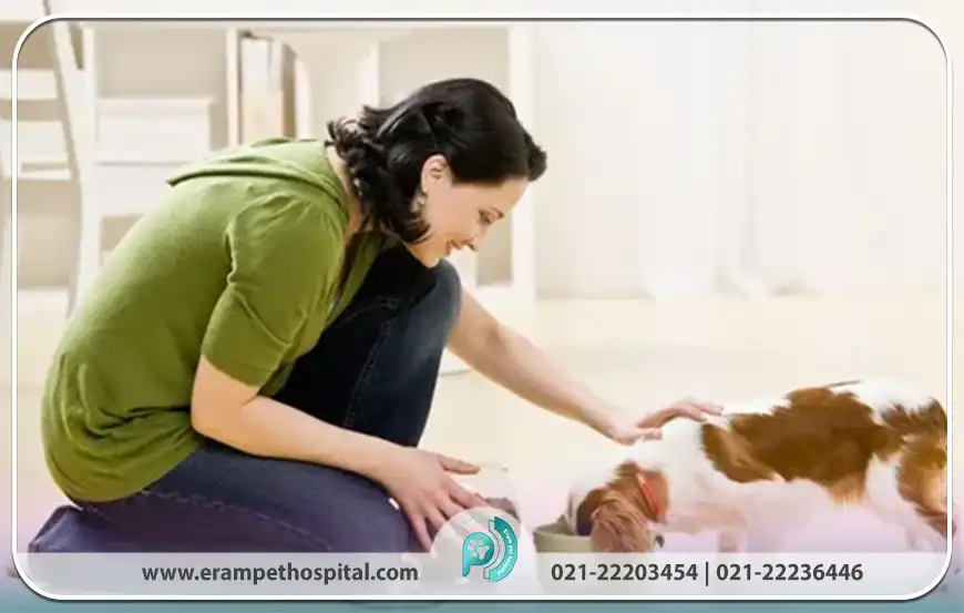 نکات کلیدی نگهداری از پت​