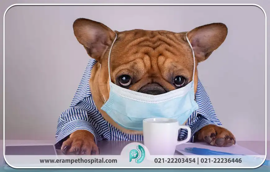 علائم کنل کاف سگ ها