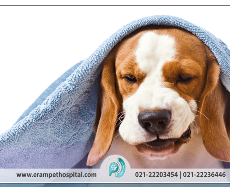 kennel-cough-1200-800-min