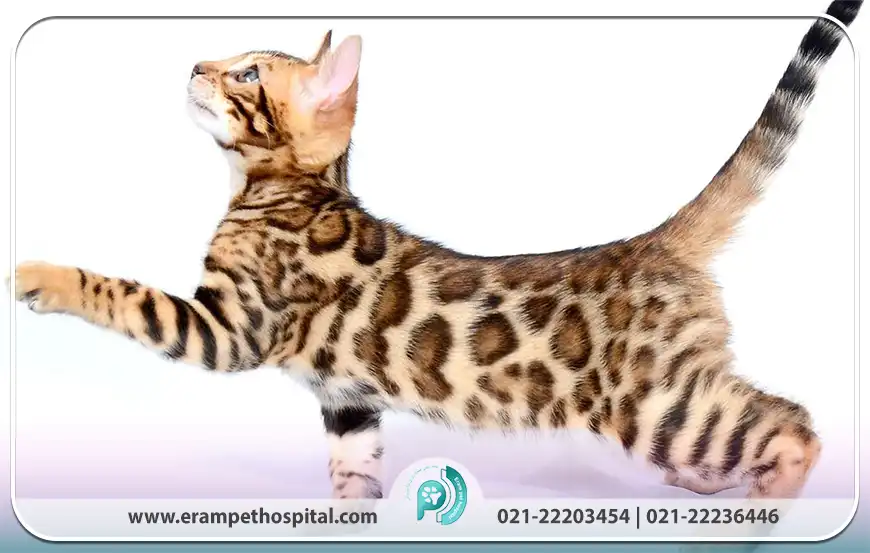 گربه بنگال (Bengal Cat)