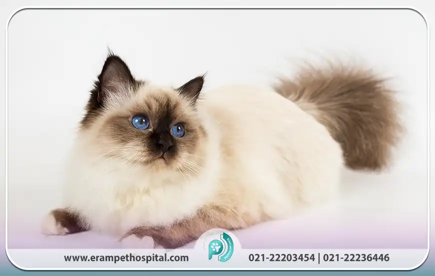 گربه بیرمن (Birman Cat)
