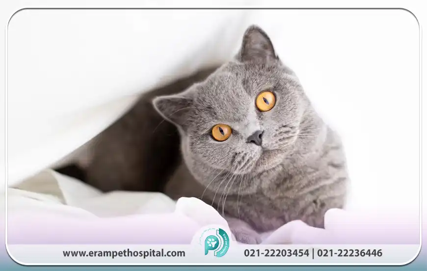 گربه بریتیش شورت هیر (British Shorthair)