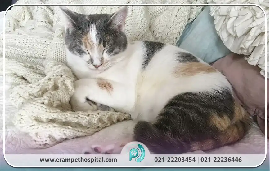 ویژگی‌های کلی پنلوکوپنی