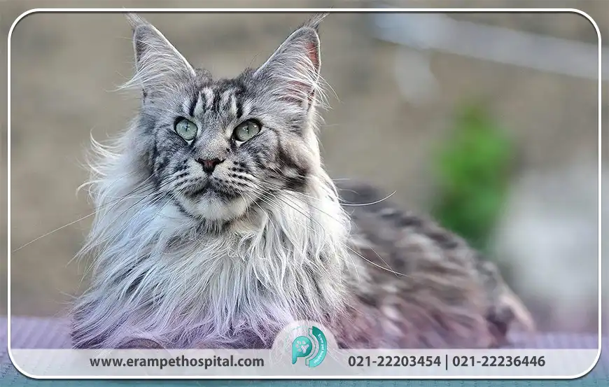 گربه مین کون (Maine Coon)