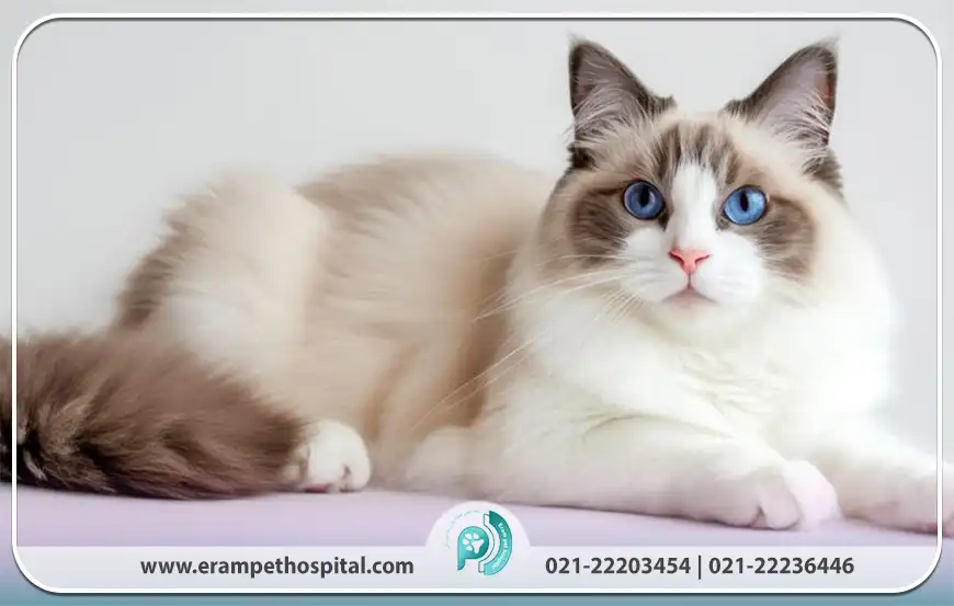 گربه رگ دال (Ragdoll Cat)