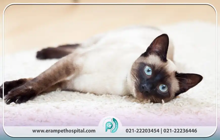 گربه سیامی (Siamese Cat)