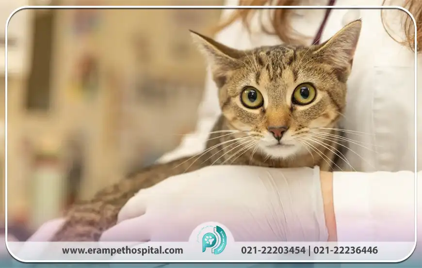 علائم بیماری FIP