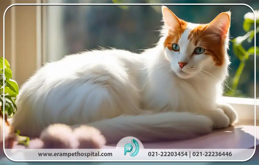 گربه ترکیش ون (Turkish Van)