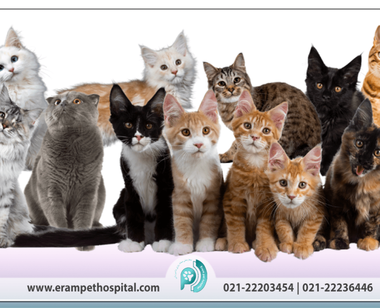 nejad-cats-1200-800-min