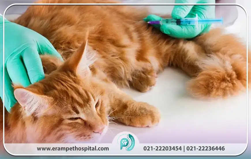 ویژگی‌های ویروس لوسمی​