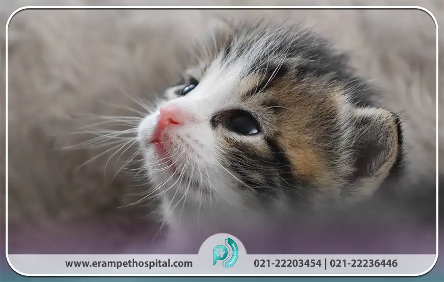 ویژگی‌های کلسی‌ ویروس