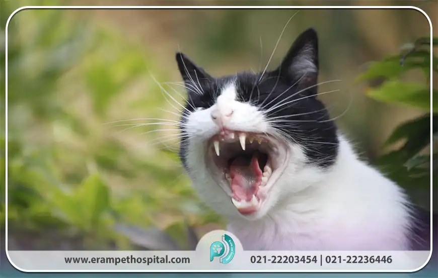 علائم بیماری کلسی‌ ویروس گربه‌ها یا FCV