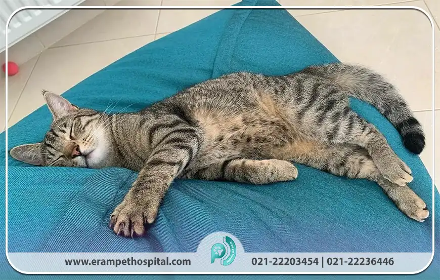 علائم بیماری در مرحله پیشرفته FIV