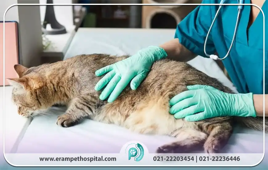 راه‌های تشخیص ویروس لوسمی