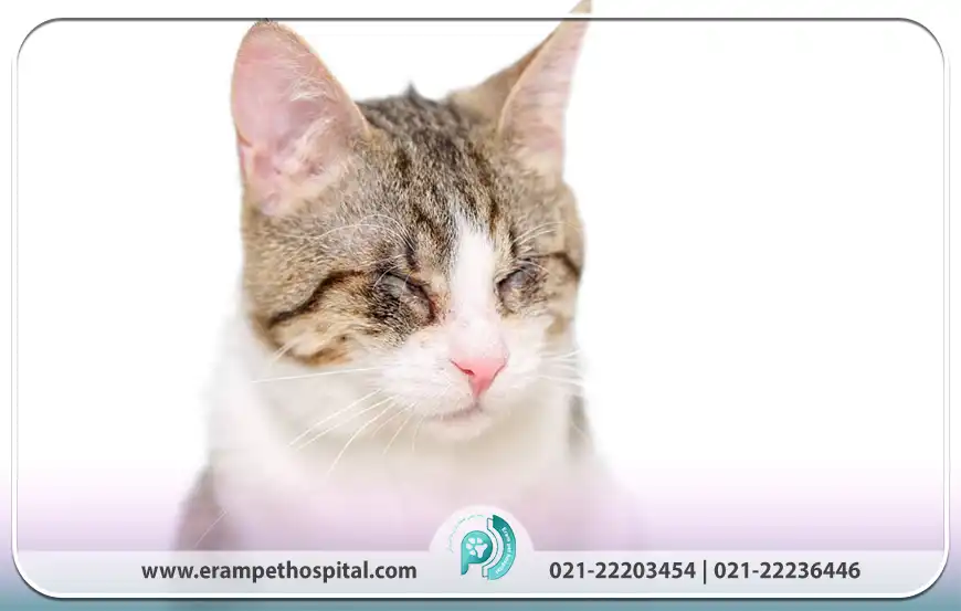 راه‌های پیشگیری از هپاتیت ICH