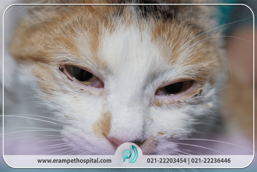کلسی‌ ویروس گربه‌ها یا FCV