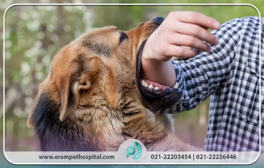ویژگی‌های بیماری هاری