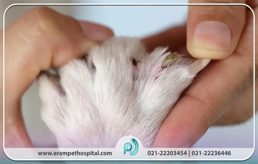 علائم بیماری ارلیشیا​