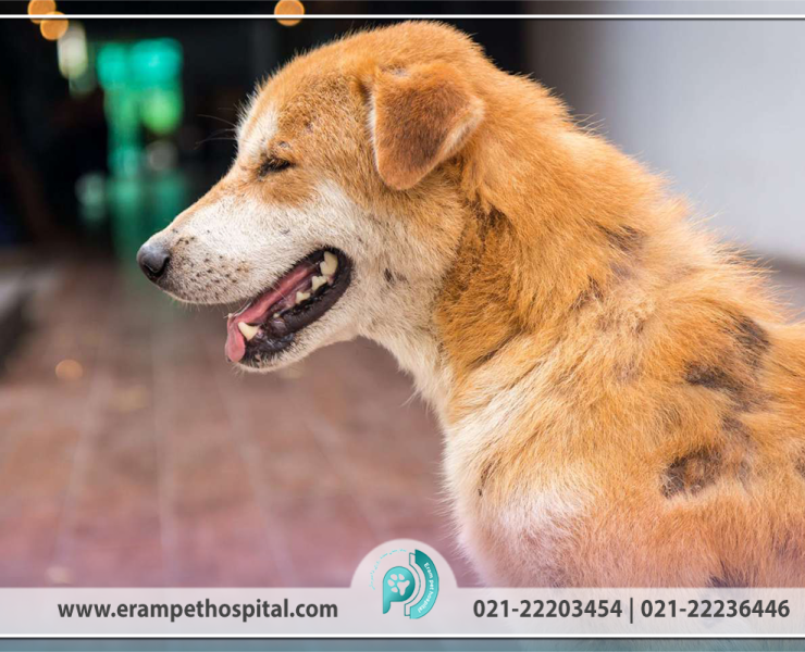 mange-1200-800