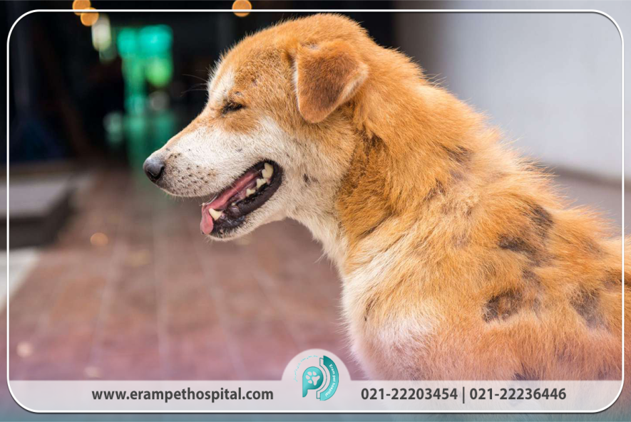 گال یا جرب