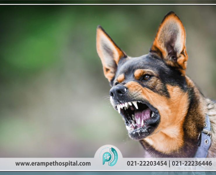 rabies-1200-800-min