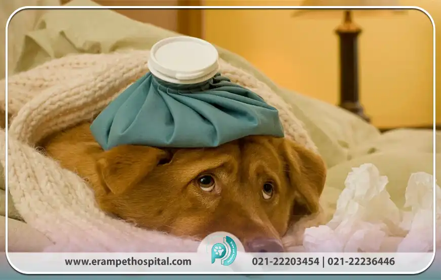 پیشگیری از مسمومیت