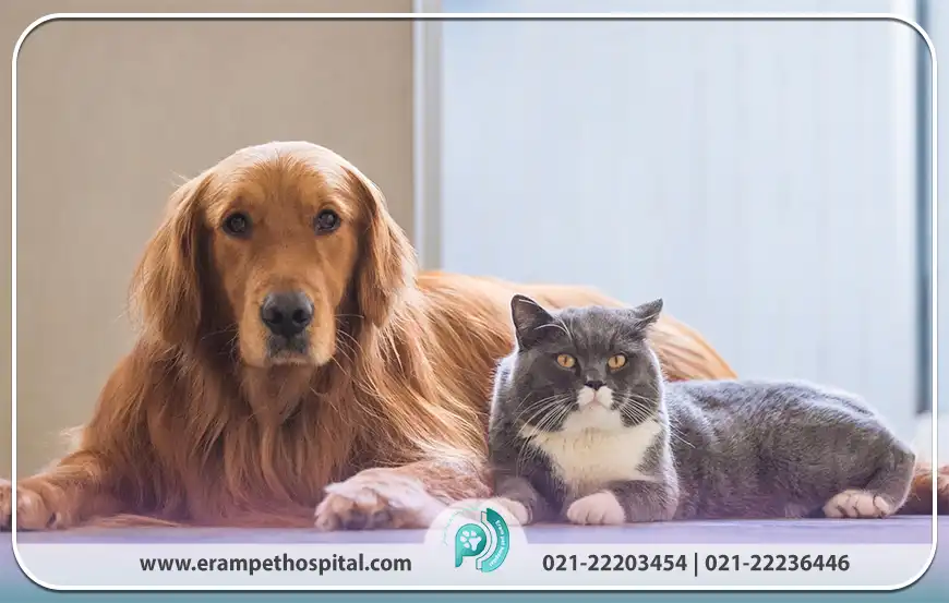 انواع انگل‌های خارجی در سگ‌ها و گربه‌ها