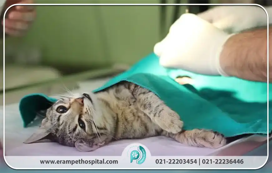عقیم‌سازی گربه‌ها چیست و چرا اهمیت دارد؟
