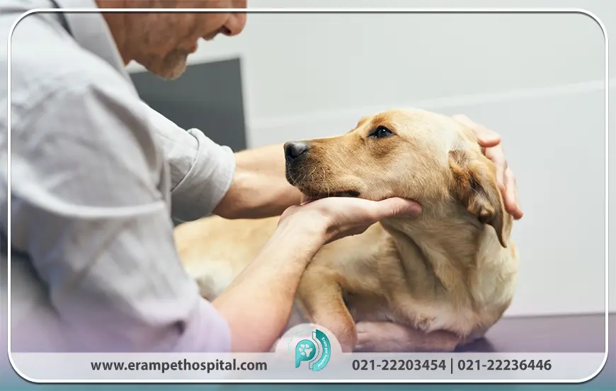 چه زمانی باید سگ را عقیم کرد؟