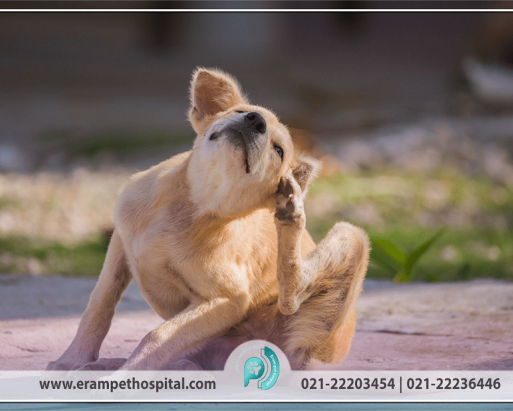 angal-1200-800-min-885x593