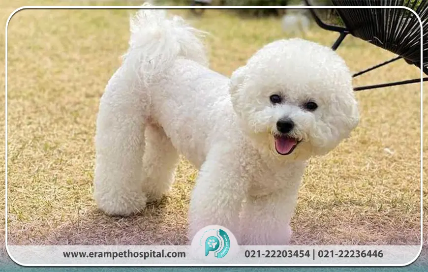 بیچون فرایز (Bichon Frise)