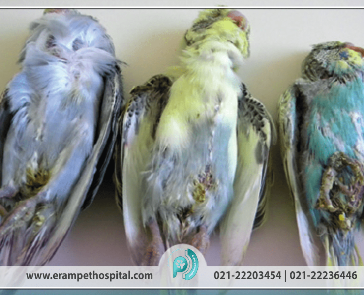 Bird-diarrhea-1200-800-min