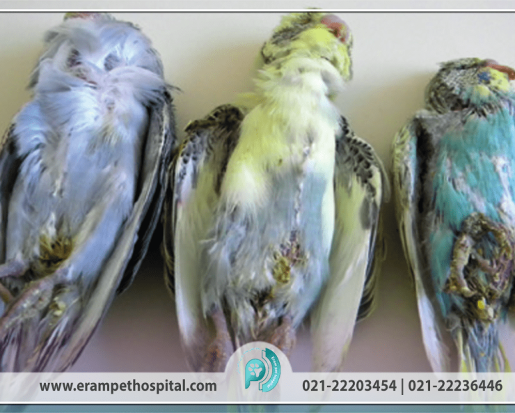 Bird-diarrhea-1200-800-min-885x593