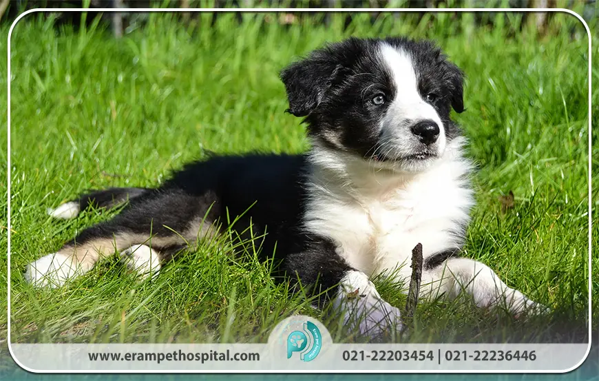 بوردر کالی (Border Collie)