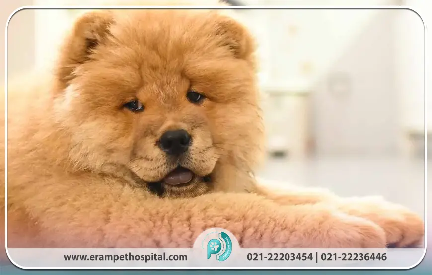 چاو چاو (Chow Chow)