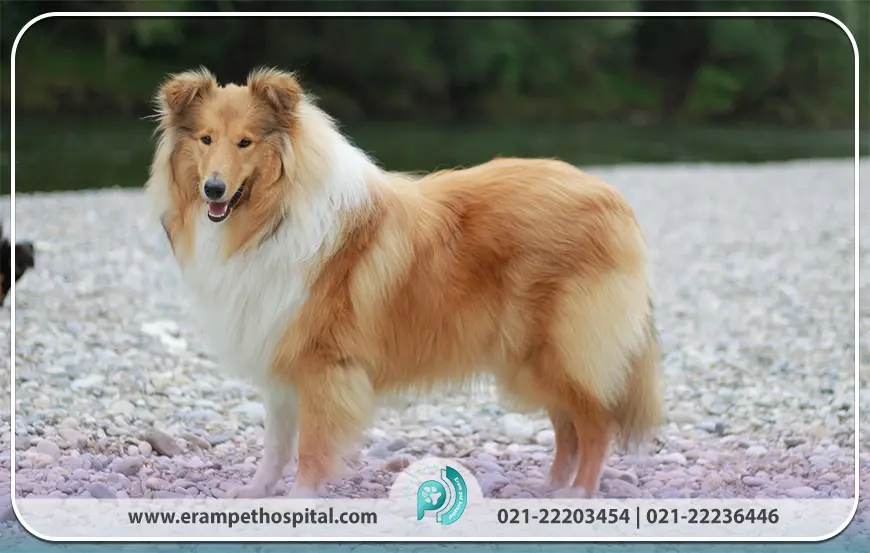 کولی (Collie)