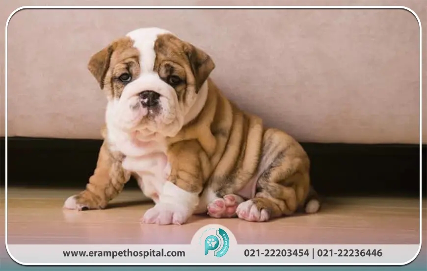 بولداگ انگلیسی (English Bulldog)