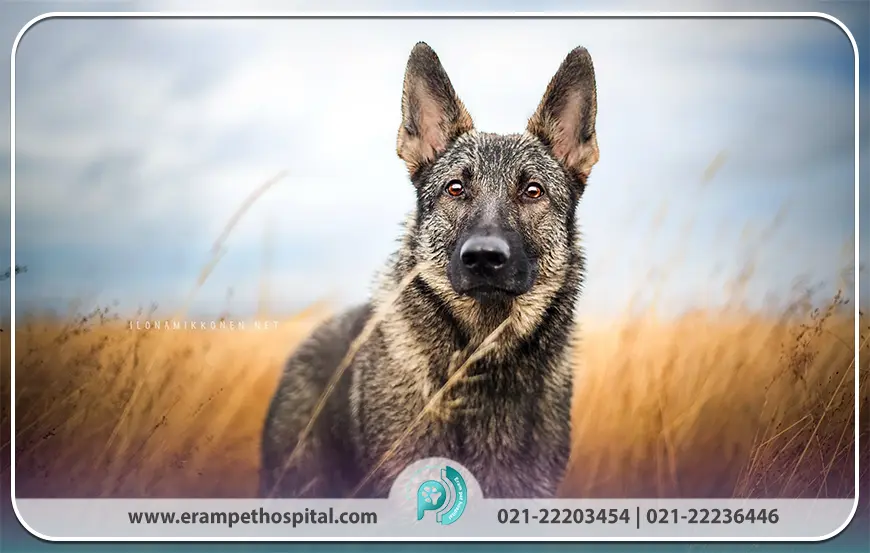 ژرمن شپرد (German Shepherd)