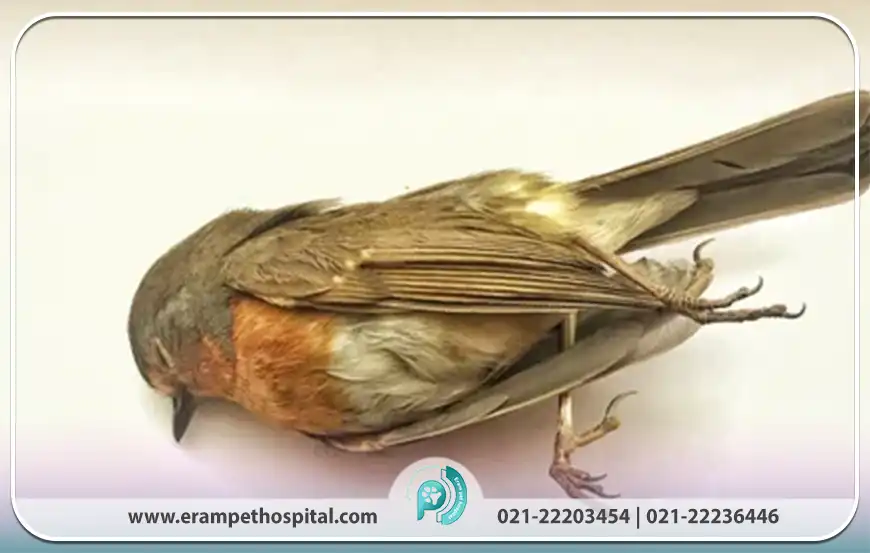 چگونه بفهمیم پرنده ‌ما در معرض خطر است؟