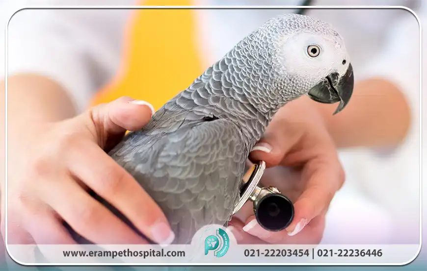 چگونه از مسمومیت پرندگان جلوگیری کنیم؟ ( راه های پیشگیری و درمان)