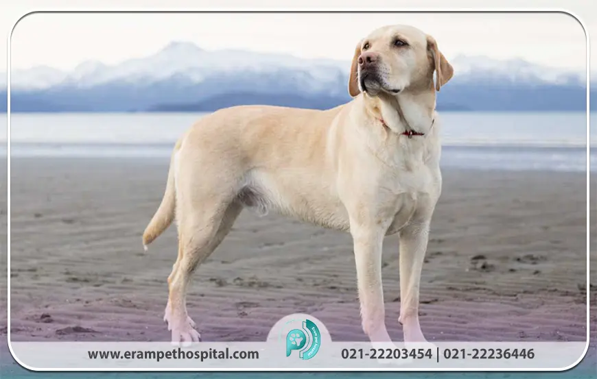 لبرادور ریتریور (Labrador Retriever)