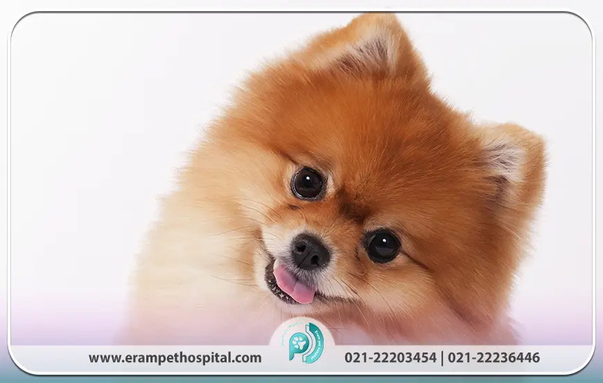 پامرانین (Pomeranian)