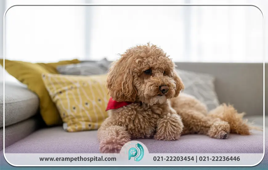 پودل (Poodle)