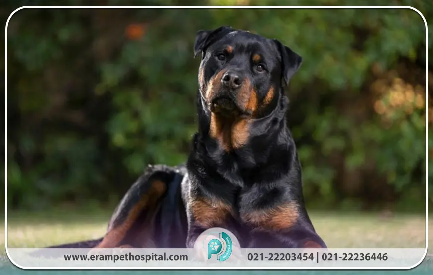 روتوایلر (Rottweiler)