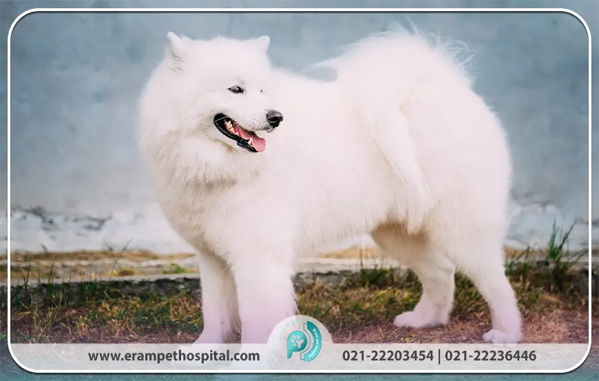 ساموید (Samoyed)