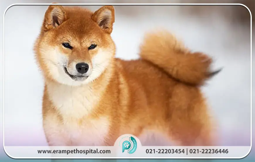 شیبا اینو (Shiba Inu)