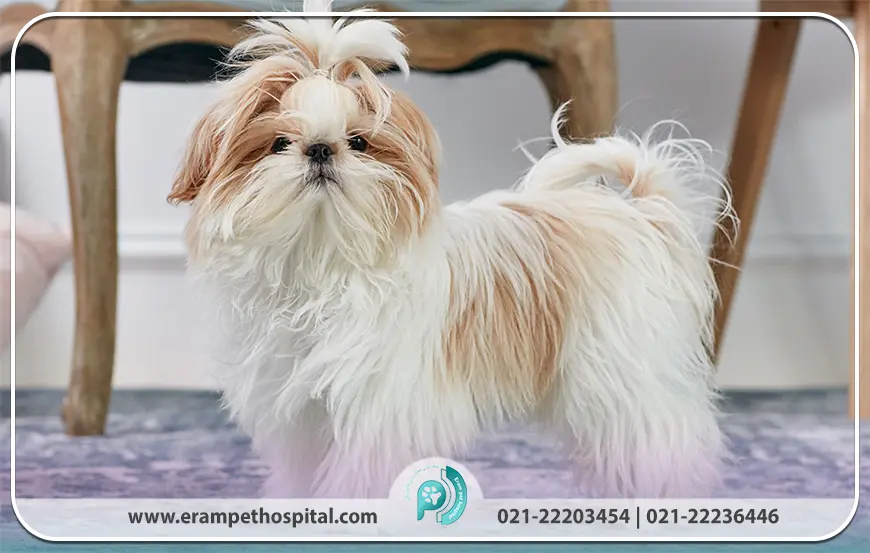 شیتزو (Shih Tzu)