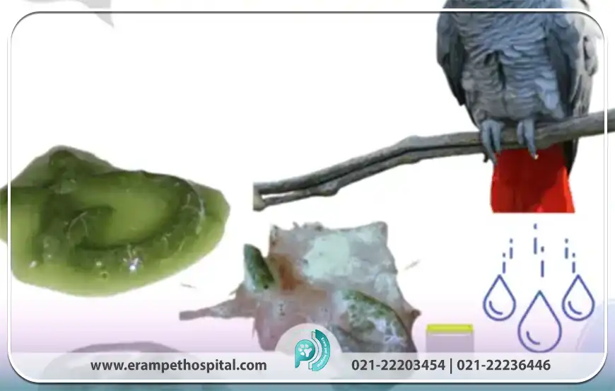 چرا پرنده من اسهال می‌شود؟ (دلایل اسهال پرندگان)