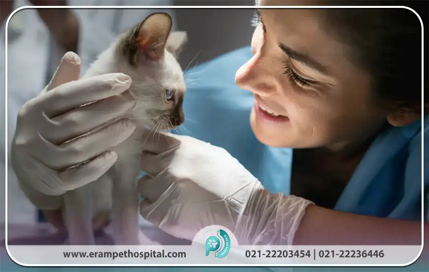 چطور می‌توان از بروز نازایی در گربه‌ها پیشگیری کرد؟