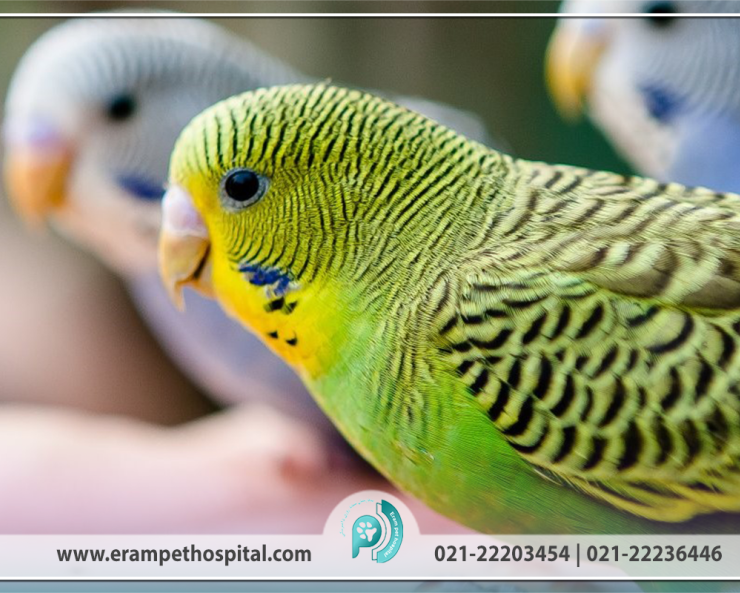 masmumiat-birds-1200-800-740x600